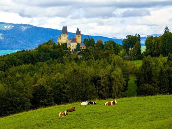 Castle and cows in the viennese alps