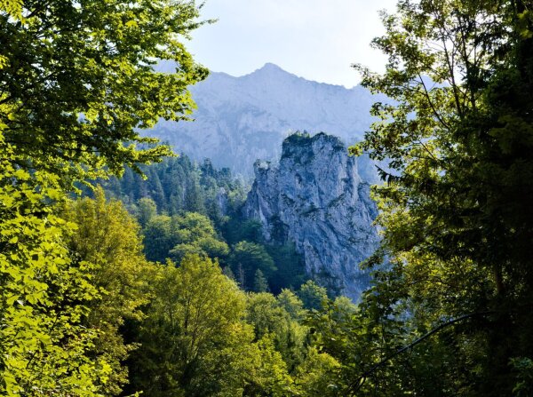 Kaltenbachwildnis gorge near the traunsee, upper austria