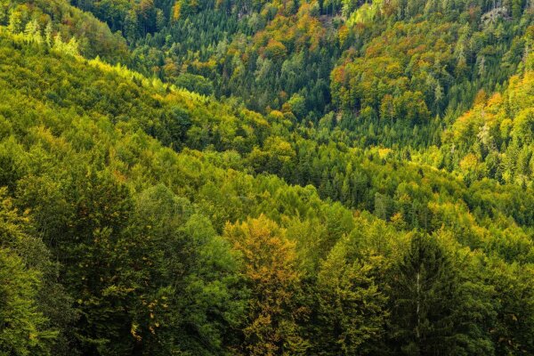 Forest fragment in october