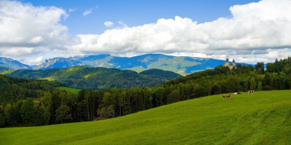 Alpine panorama with castle and cows