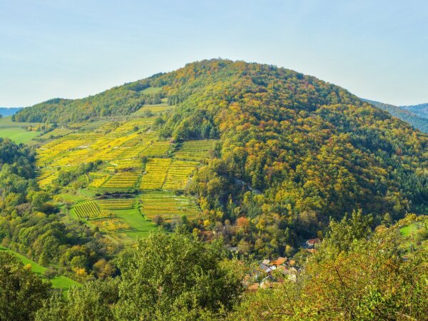 Vineyards on a mountain the the wachau in october