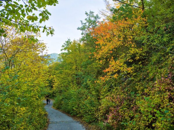 Forest way in the wachau in october