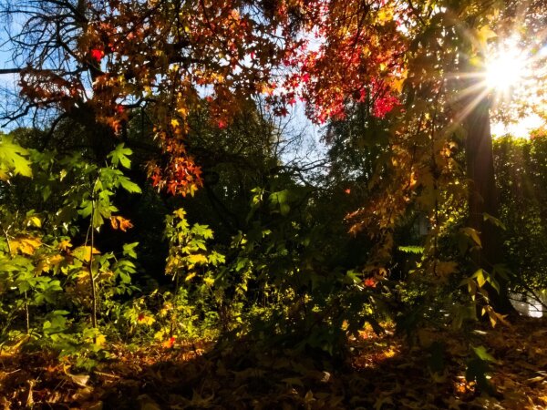 In the foreground, autumnal foliage on the ground. A few shoots grow from this, their leaves green or yellow. They are bathed in the light of the autumn sun. Behind them are tall, still green trees. The trunk of a tree can be seen on the right of the picture, its branches and twigs reaching across the photo from right to left. They are red and orange in colour. The sun is peeking out from behind the trunk. 
It is a calm, peaceful picture that reflects this time of year quite accurately. Everything looks warm.