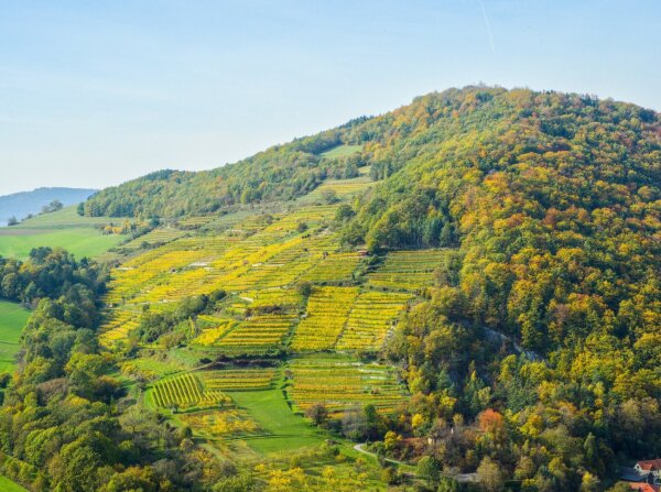 Mountain with Vinyards in the Wachau at the end of October, Lower Austria