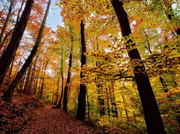 Autumnal forest in the wienerwald