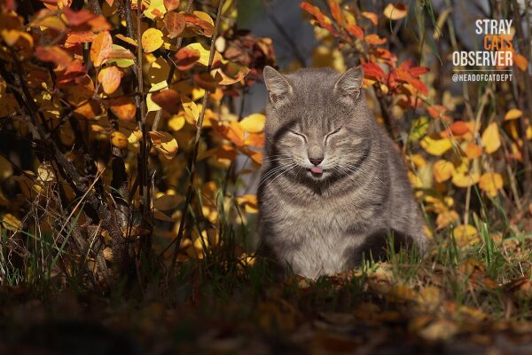 A gray tabby cat sits in autumn bushes with its tongue hanging out, squinting from the bright sun