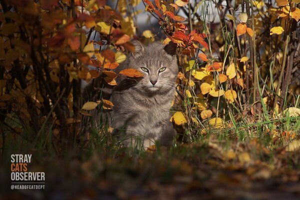 Grеy tabby cat peeks out from autumn bushes