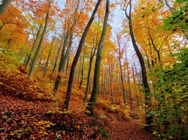 View of the autumnal forest in the wienerwald,  vienna, austria