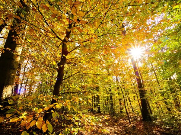 Autumnal forest with sunstar in the wienerwald, vienna, austria