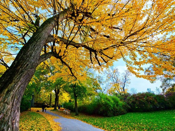 Big yellow tree in the Türkenschanzpark, Vienna, Austria