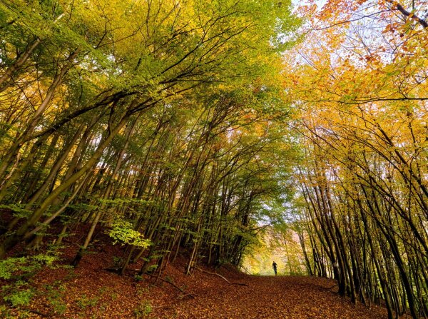 Autumnal forest scene with tiny figure in the wienerwald, vienna, austria