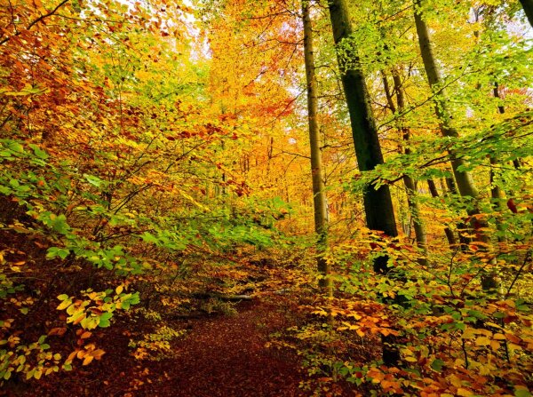 Forest scene in October