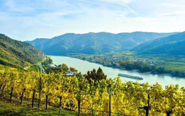 Vineyard along the danube in october