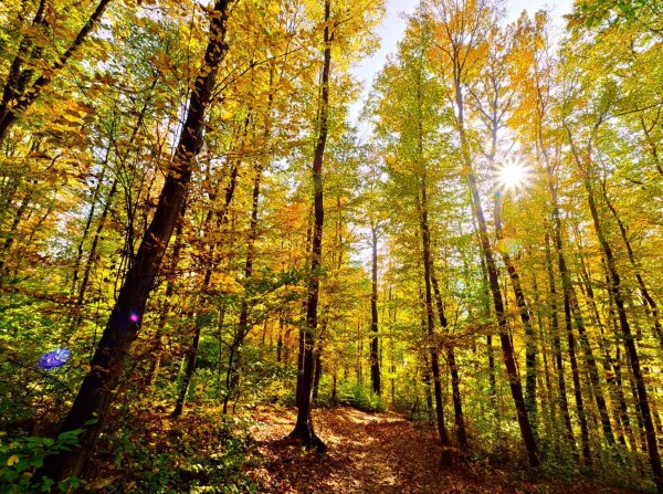 Autumnal forest scene, wienerwald, vienna, austria