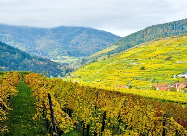 Vinyards in the wachau in october