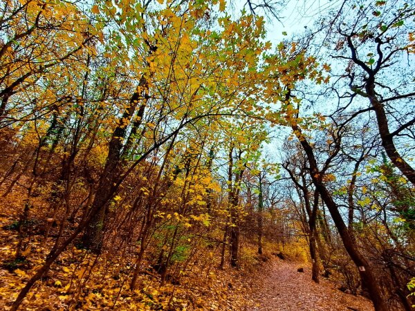 Forest near hárshegy, budapest