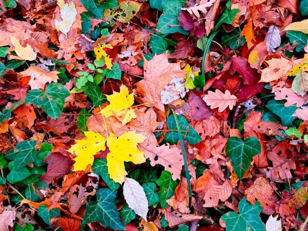 Colorful leaves on the ground