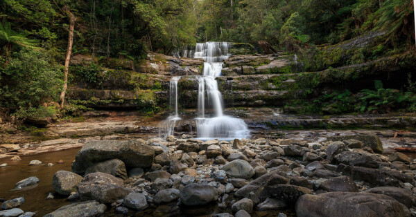 Liffey Falls in its wider context. The falls cascade down the middle of a wide curved rock shelf. These rocks are covered in moss and ferns, except where the water is flowing. 