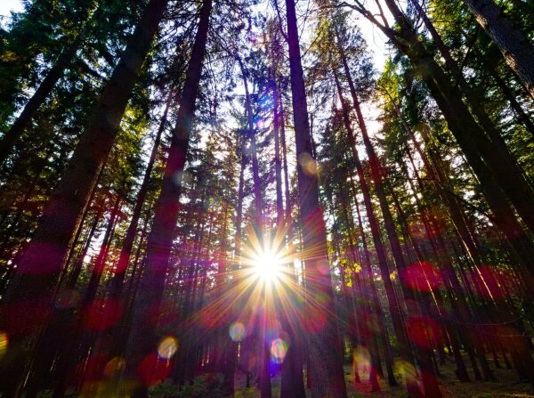 sunstar in the forest with flares