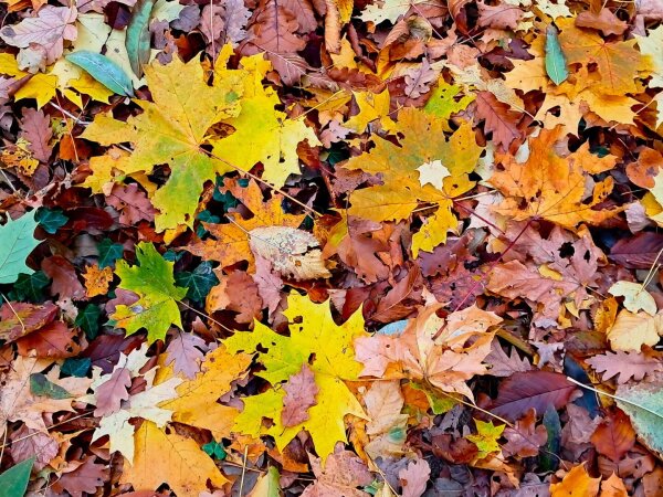 Yellow and red Leaves on the ground