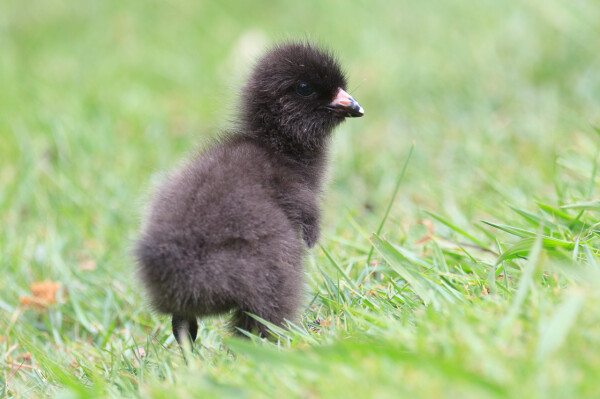 A tiny black ball of fluff with a beak. 