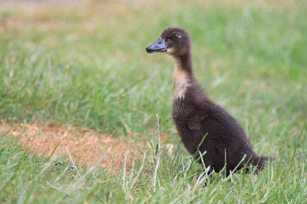 A slightly older mallard duckling, standing upright like "Jemima Puddleduck". It is almost completely brown, but has a yellow neck.