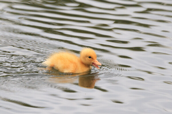 A yellow mallard duckling swimming and constantly chirping looking for its parents. 
It is completely yellow and clearly the inspiration for the classic yellow bath duck.