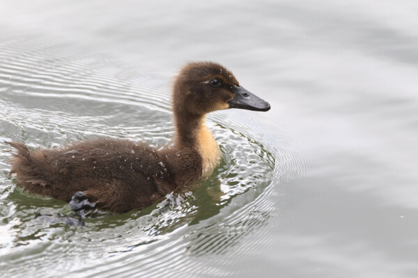 The same brown mallard duckling, this time swimming. It is brown with a yellow neck and has water droplets on its head and back. 