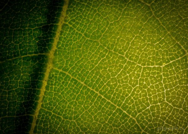 Close-up of a leaf from a London plane tree