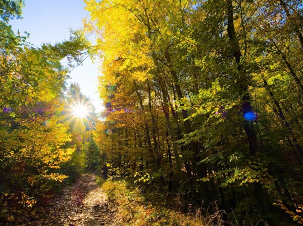 Trail in the Forest in early november with sunstar