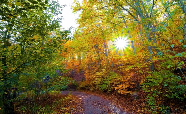 Trail in the dunkelsteiner forest in early november with sunstar