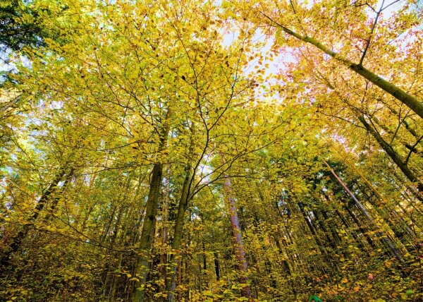 Forest in early november