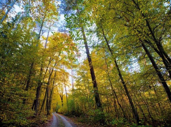 forest scene in early november