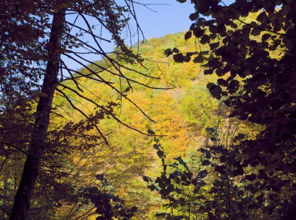 Autumnal mountain fragment framed by trees