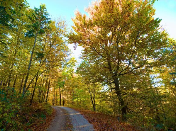 Autumnal forest way