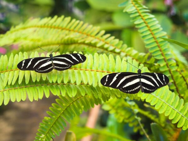 Two zebra longwing butterflies with open wings on a leaf