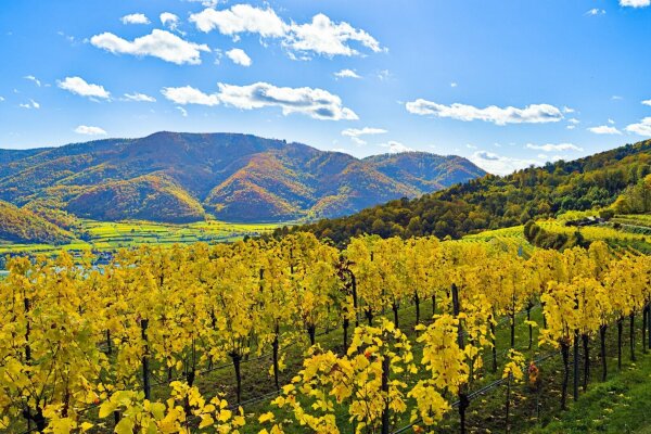 vineyard in the austrian region wachau, a part of the danube valley, in late october