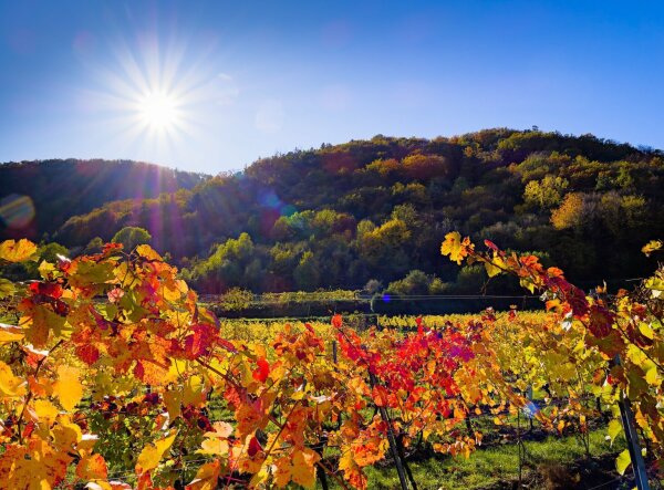 Autumnal wachau landscape with sunstar and vineyard