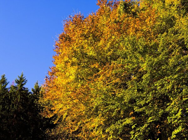 Autumnal tree fragment